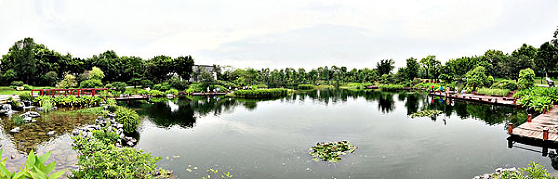 bạch thu lo