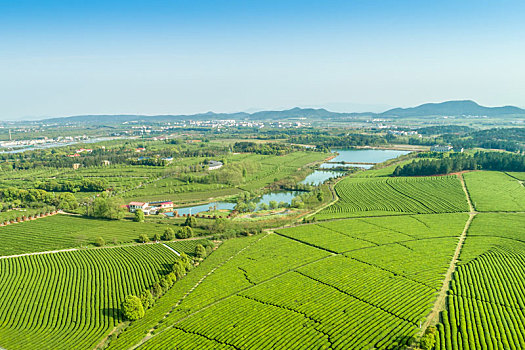 soi cau lo hai nhay rong bach kim