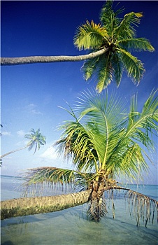 cau bach thu lo