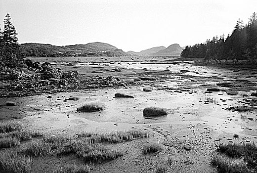 soi cau rong bach kim