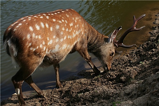 đề lô