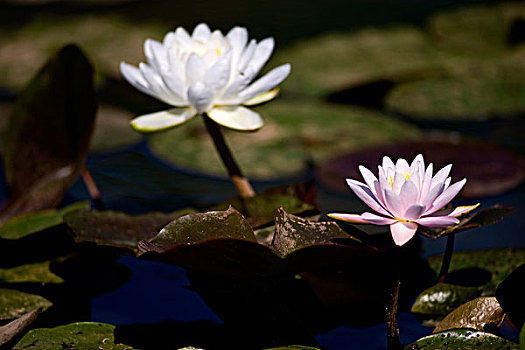 soi cau sieu chuan 888